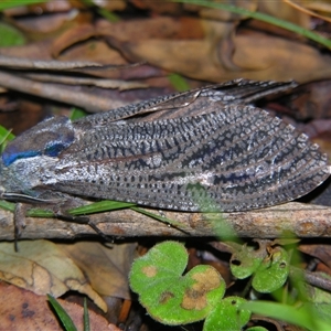 Endoxyla encalypti at Bolivia, NSW - suppressed