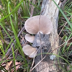 Pleurotus sp. at Ulladulla, NSW - 20 Apr 2025 12:02 PM
