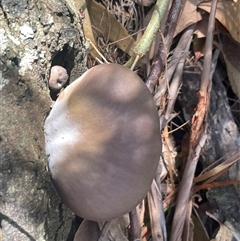 Pleurotus sp. at Ulladulla, NSW - 20 Apr 2025 12:02 PM