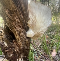 Pleurotus sp. at Ulladulla, NSW - 20 Apr 2025 12:02 PM
