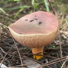 Chalciporus piperatus at Ulladulla, NSW - Today by Clarel