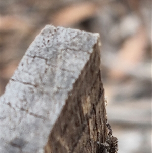Unverified Spider at O'Connor, ACT - Today by jpittock