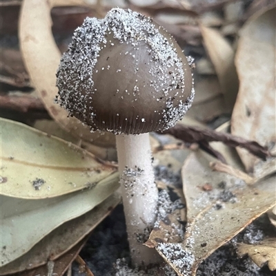 Unverified Cap on a stem; gills below cap [mushrooms or mushroom-like] at Ulladulla, NSW - Today by Clarel