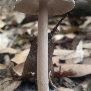 Amanita sp. at Ulladulla, NSW - 20 Apr 2025 08:36 AM