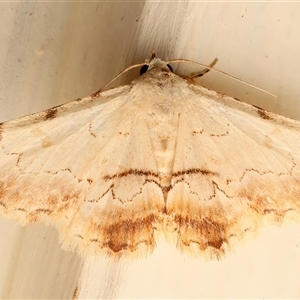 Sandava xylistis at Ainslie, ACT - Yesterday by jb2602