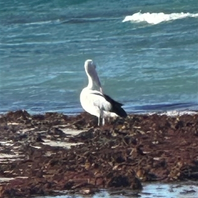 Pelecanus conspicillatus (Australian Pelican) at Huskisson, NSW - 20 Apr 2025 by lbradley