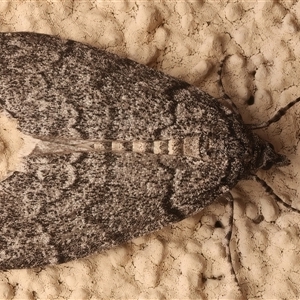 Smyriodes trigramma at Ainslie, ACT - Yesterday by jb2602