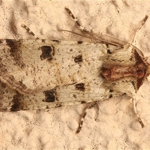 Agrotis porphyricollis at Ainslie, ACT - 18 Apr 2025 10:15 AM