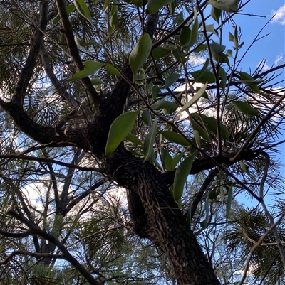 Unverified Climber or Mistletoe at Broke, NSW - 20 Apr 2025 by RoyP