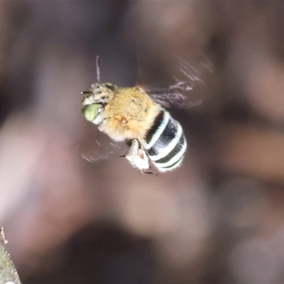 Amegilla sp. (genus) (Blue Banded Bee) at Wodonga, VIC - 19 Apr 2025 by KylieWaldon