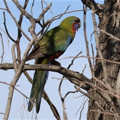Platycercus elegans (Crimson Rosella) at Wodonga, VIC - 19 Apr 2025 by KylieWaldon