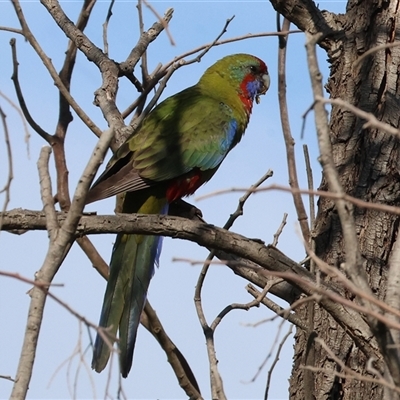 Platycercus elegans (Crimson Rosella) at Wodonga, VIC - 19 Apr 2025 by KylieWaldon