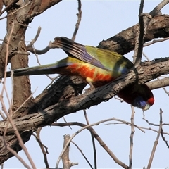 Platycercus elegans at Wodonga, VIC - 19 Apr 2025 09:45 AM