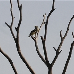 Ptilotula penicillata (White-plumed Honeyeater) at Wodonga, VIC - 19 Apr 2025 by KylieWaldon