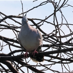 Ocyphaps lophotes (Crested Pigeon) at Wodonga, VIC - 19 Apr 2025 by KylieWaldon