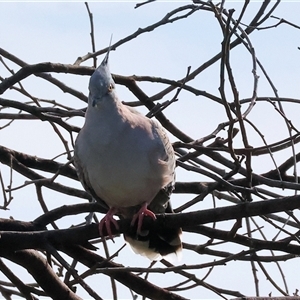 Ocyphaps lophotes at Wodonga, VIC - Yesterday by KylieWaldon