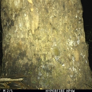 Antechinus flavipes at Lorne, NSW - 13 Apr 2025 08:11 PM