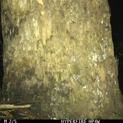 Unverified Mammal at Lorne, NSW - 13 Apr 2025 by Butlinz