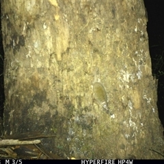 Antechinus flavipes at Lorne, NSW - 13 Apr 2025 08:11 PM