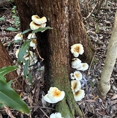 Unverified Fungus at Lorne, NSW - Today by Butlinz