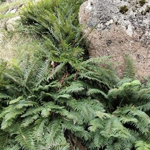 Polystichum proliferum at Mount Buffalo, VIC - 20 Apr 2025 02:20 PM