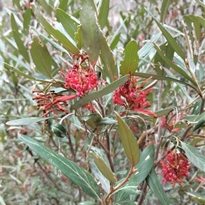 Grevillea victoriae at Mount Buffalo, VIC - 20 Apr 2025 01:51 PM