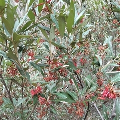 Grevillea victoriae at Mount Buffalo, VIC - 20 Apr 2025 01:51 PM