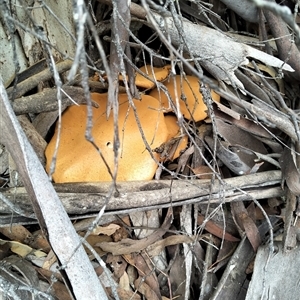 Pleurotus at Mount Buffalo, VIC - Today by DrDJDavidJ