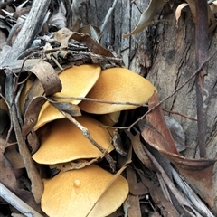 Gymnopilus sp. at Mount Buffalo, VIC - 20 Apr 2025 12:07 PM