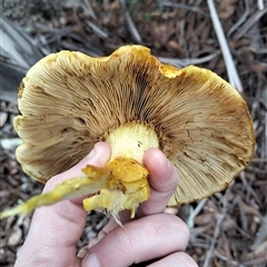 Gymnopilus sp. at Mount Buffalo, VIC - 20 Apr 2025 12:07 PM