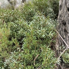 Tasmannia (Genus) at Mount Buffalo, VIC - 20 Apr 2025 11:55 AM