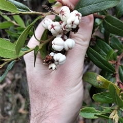 Tasmannia (Genus) at Mount Buffalo, VIC - 20 Apr 2025 11:55 AM