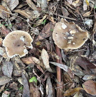 Unverified Fungus at Lorne, NSW - Today by Butlinz