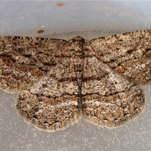 Ectropis bispinaria at Moruya, NSW - suppressed