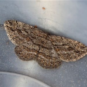 Ectropis bispinaria at Moruya, NSW - suppressed
