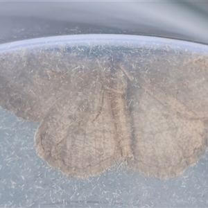 Ectropis bispinaria at Moruya, NSW - suppressed