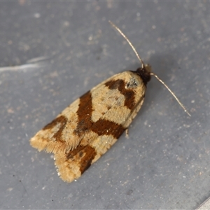 Unverified Moth (Lepidoptera) by LisaH