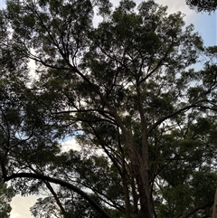 Unverified Gum Tree at Keiraville, NSW - 20 Apr 2025 by PeterLott
