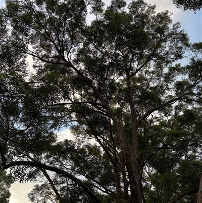 Unverified Gum Tree at Keiraville, NSW - 20 Apr 2025 by PeterLott