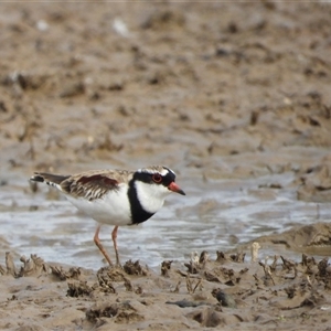 Charadrius melanops at Forde, ACT - Today by LineMarie