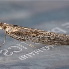 Faveria tritalis (Couchgrass Webworm) at Moruya, NSW - 20 Apr 2025 by LisaH