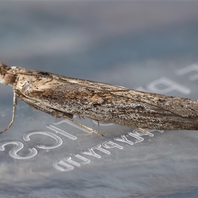 Faveria tritalis (Couchgrass Webworm) at Moruya, NSW - 20 Apr 2025 by LisaH