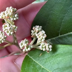 Pomaderris elliptica at Basin View, NSW - Today by lbradley