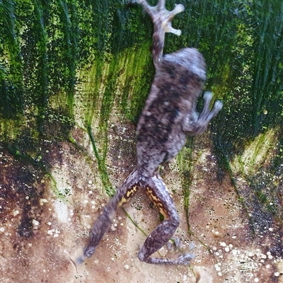 Litoria peronii (Peron's Tree Frog, Emerald Spotted Tree Frog) at Bowning, NSW - 20 Apr 2025 by Maren