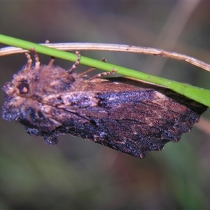Unverified Noctuoid moth (except Arctiinae) by PJH123
