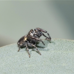 Unverified Jumping or peacock spider (Salticidae) at Strathnairn, ACT - 17 Apr 2025 by AlisonMilton