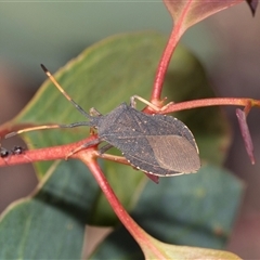 Amorbus rubiginosus (A Eucalyptus Tip Bug) at Strathnairn, ACT - 17 Apr 2025 by AlisonMilton