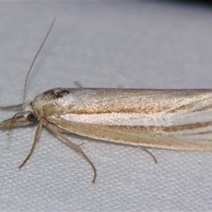 Ubida ramostriellus at Bolivia, NSW - suppressed