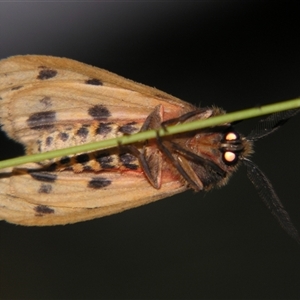 Ardices curvata at Bolivia, NSW - suppressed