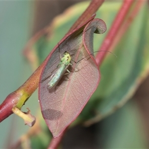 Chironomidae (family) (Non-biting Midge) at Strathnairn, ACT - 17 Apr 2025 by AlisonMilton